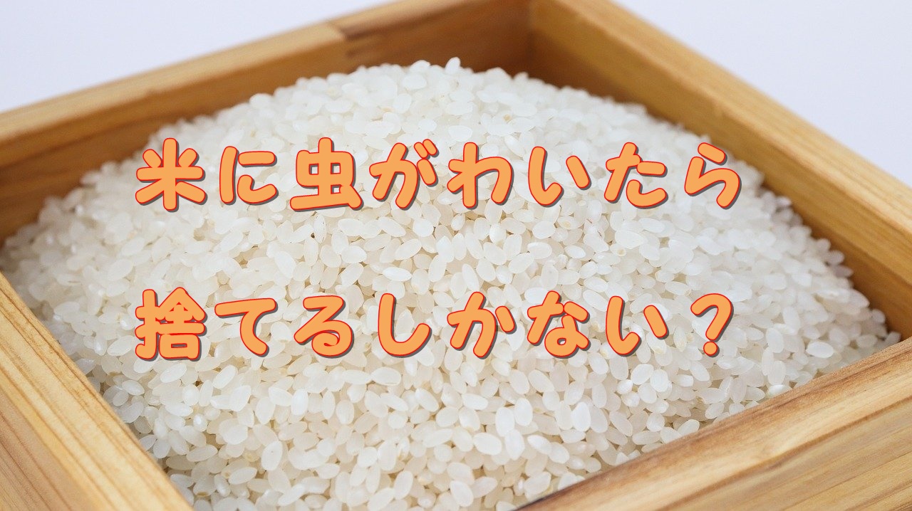 米に虫がわいたら捨てるしかない 対処すれば食べられます