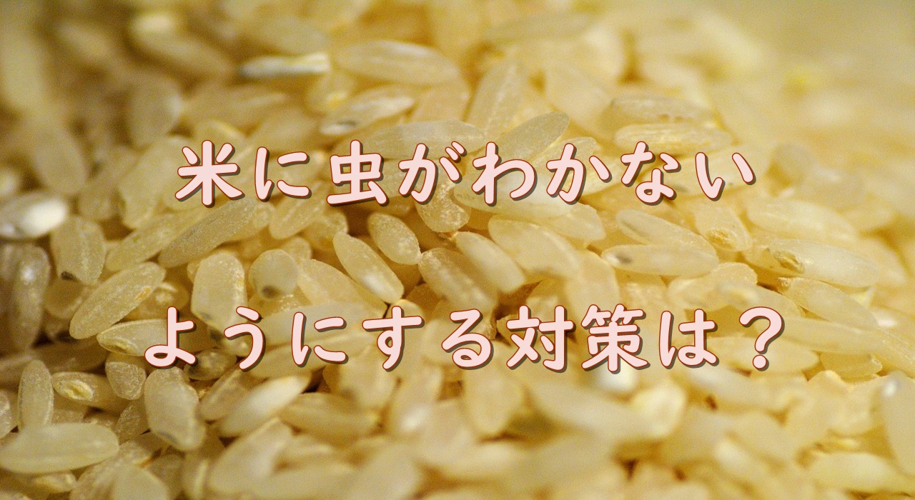 米に虫がわく原因は何 温度と湿度の対策が必要なの