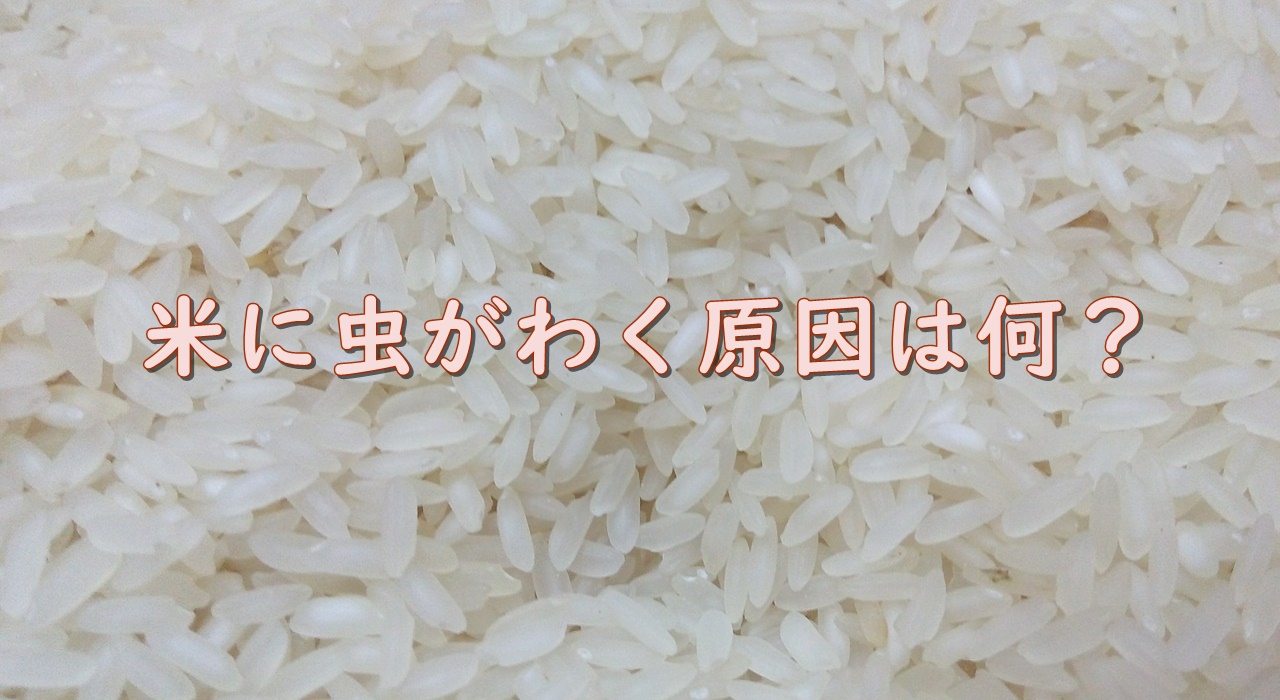 米に虫がわく原因は何 温度と湿度の対策が必要なの