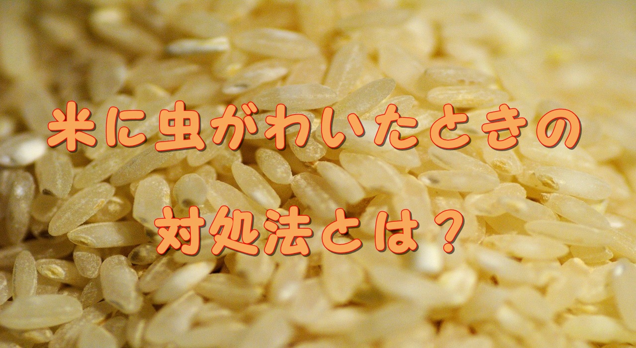 米に虫がわいたら捨てるしかない 対処すれば食べられます