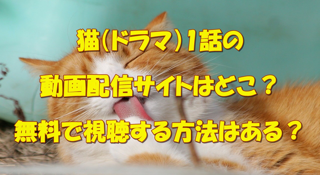 猫 ドラマ 1話の動画配信サイトはどこ 無料で視聴する方法はある